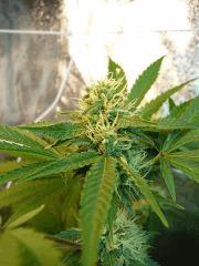 Sywalker kush 44FLO