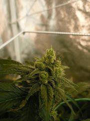 Sywalker kush 44FLO