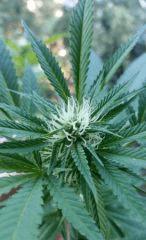 Young Bud