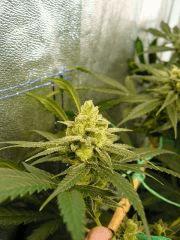 Sywalker kush 44FLO