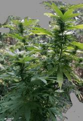 Matured plant