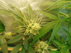 Sywalker kush 44FLO