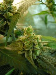 Sywalker kush 44FLO