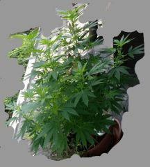 maturing plant