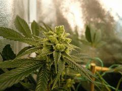 Sywalker kush 44FLO