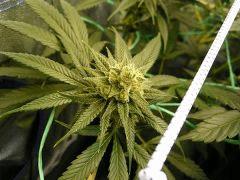 Skywalker kush 44FLO
