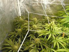 FLO 39 SCROG TANGIE SKYWALKER SSH LAGRIMOSA9