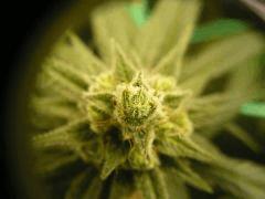 Skywalker kush 44FLO