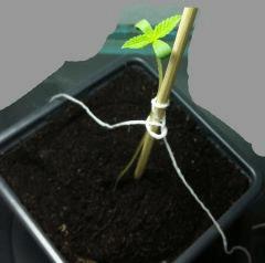 seedling