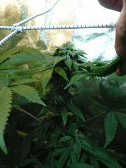 FLO 39 SCROG TANGIE SKYWALKER SSH LAGRIMOSA15