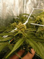 Sywalker kush 44FLO