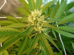 Super sayan haze 44FLO