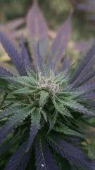 Belle Bud