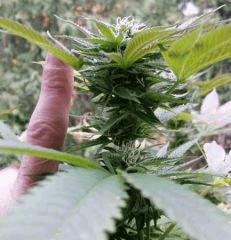 Size Bud