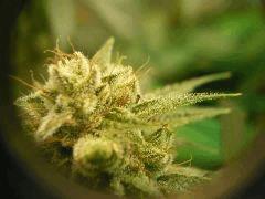 Skywalker kush 44FLO