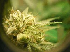 Skywalker kush 44FLO