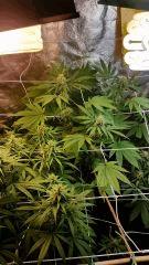 FLO 39 SCROG TANGIE SKYWALKER SSH LAGRIMOSA4