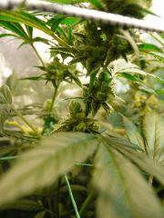 Sywalker kush 44FLO