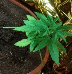 Growbox