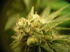 Skywalker kush 44FLO