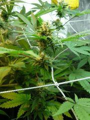 Super sayan haze 44FLO