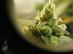Skywalker kush 44FLO