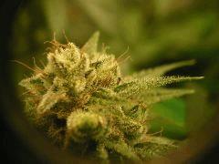Skywalker kush 44FLO