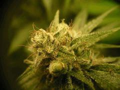 Skywalker kush 44FLO