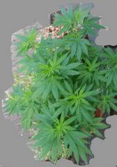 maturing plant3