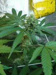 FLO 39 SCROG TANGIE SKYWALKER SSH LAGRIMOSA13