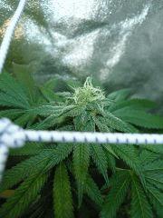The tangie 44FLO