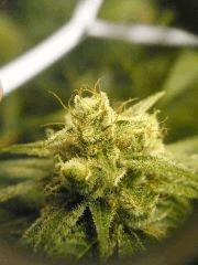 Skywalker kush 44FLO