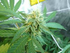 Super sayan haze 44FLO