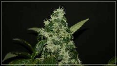 FLO +55 DEEDEE#5 BUD