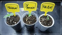 Tangie # Y Gregia # S.A.G.E