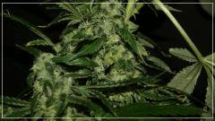 FLO +55 DEEDEE#6 BUD A