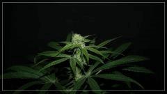 FLO +25 Tangie apex