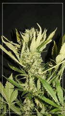 FLO +63 Y GREGIA BUD