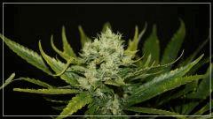 FLO +55 Y GREGIA BUD