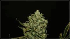 FLO +55 TANGIE BUD