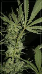 FLO +45 TANGIE Vue apex Vue dessous