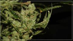 FLO +63 TANGIE sous apex