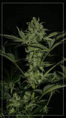 FLO +45 TANGIE Vue apex
