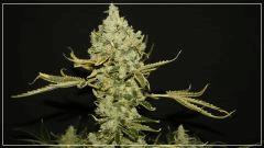 FLO +63 TANGIE Ok