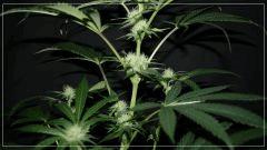 FLO +25 Tangie sous apex