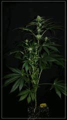 FLO +25 Tangie  Vue face