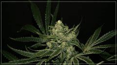FLO +45 TANGIE Vue apex A