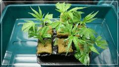 6 Boutures UK CHEESE