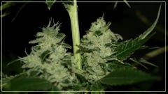 FLO +55 DEEDEE#1 BUD A