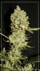 FLO +63 TANGIE BUD